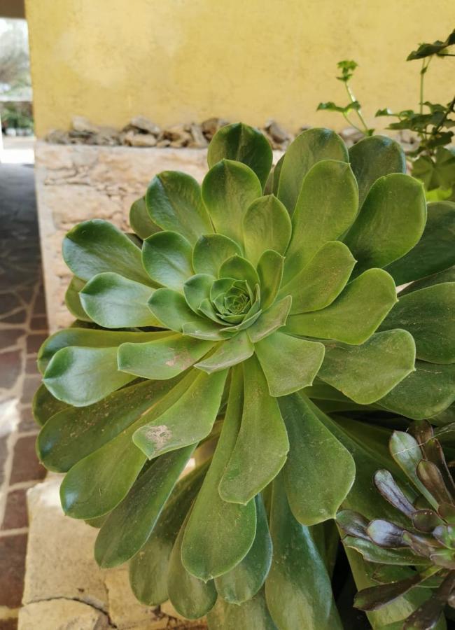 Posada Casa Del Minero Pozos  Buitenkant foto
